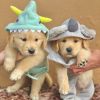 Golden Retreiver puppies ready