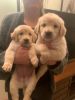 San Diego Golden Retriever Puppies