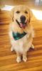 AKC Golden Retriever Looking for a permanent Home