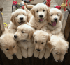 Golden retriever puppies for sale Text US At. xxx-xxx-xxxx
