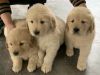 Golden Retriever Puppies (faithgoldenretrieverpuppiesfamily.com)