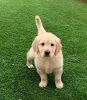 Playful golden retriever puppies looking for pets loving homes
