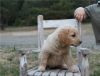 amazing golden retriever puppies available.