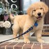 Golden Retriever puppies ready for their new forever homes