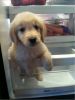 Golden Retriever puppies for rehoming