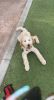 GOLDENDOODLE PUPPY FOR SALE