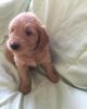 dynamic Goldendoodle Puppies