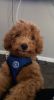 8 month old male MINIATURE Goldendoodle puppy New Jersey