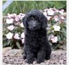 Mini Goldendoodle puppy for sale!
