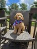 F1b Goldendoodle male.