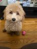 Tessa is a7 month old Goldendoodle