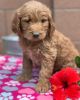 Goldendoodle female small