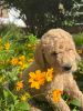 Golden doodle puppies almost ready to go!