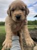 Goldendoodle puppies for sale!