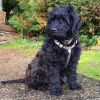 Goldendoodle Puppies for Sale in San Diego