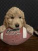 Goldendoodle Puppies for sale Champion Bloodline