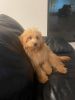 Amy - female- 7months old- mini goldendoodle