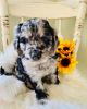 Golden doodle F1 puppy Embark tested
