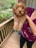 RED Miniature F1b Goldendoodle