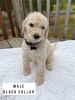 F1BB Goldendoodle Puppies Litter of 9