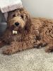 10 month old mini goldendoodle