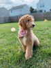Sweet little Goldendoodle puppy