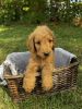 Goldendoodle male puppy