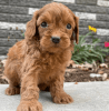 golden doodle available for a new home
