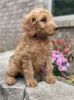Goldendoodle puppies ready for a new home