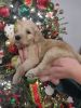 7 F1 lovable puppies ready at Christmas time!