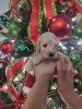 Golden doodle puppies perfect for a Christmas present