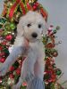 Medium Goldendoodle puppies ready at Christmas!