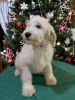 CKC Solid White “Teddy Bear” Goldendoodles