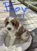 Male Goldendoodle puppy