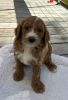 Male Goldendoodle puppy