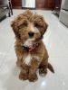 Mini Golden Doodle Puppy Adorable 5-Month-Old