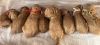 MINI GOLDENDOODLE PUPPIES FOR SALE
