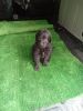 Goldendoodle puppies black just ready