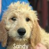 Sandy Goldendoodle