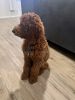 Beautiful Goldendoodle for sale