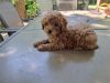 Here is Bella she is a beautiful mini goldendoodle.