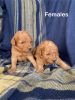 Mini Goldendoodle Puppies