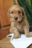 Adorable Mini Red F1b Goldendoodle “Lenny”
