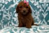 Loving Mini Goldendoodle puppies for good homes