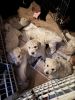 2 litters Goldendoodle puppies