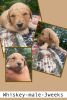 Goldendoodle Puppies