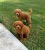 Goldendoodle Puppies xxx) xxx-xxx0
