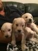 Goldendoodle puppies for adoption