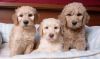 Home Trained Goldendoodle Puppies
