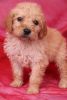 Fantastic Goldendoodle Puppies For Loving Homes